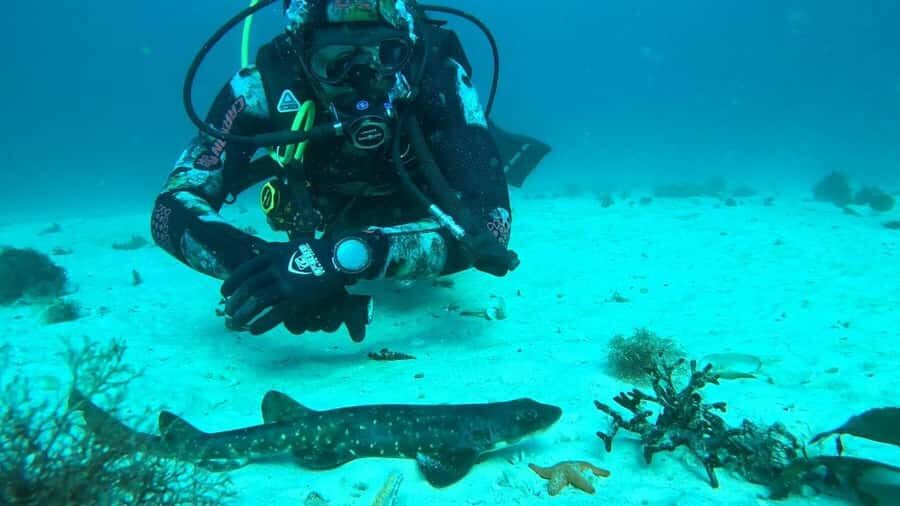 Cape Town: Scuba Diving Experience for Beginners - The 45-Minute Safety Briefing That Keeps Things Calm
