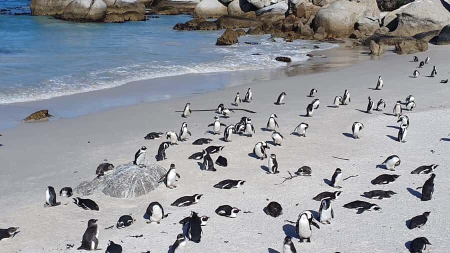 Cape Town: Seal Island, Cape of Good Hope& Penguins Private - A 10-hour Cape Town sampler that actually makes sense