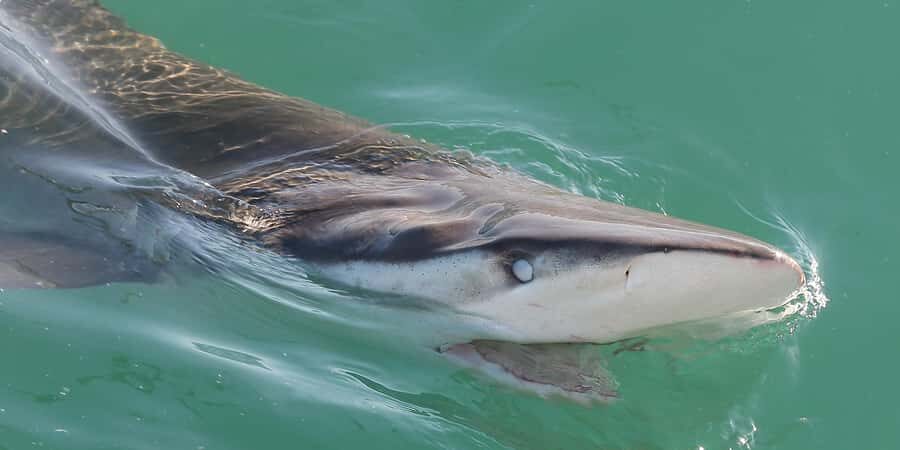 Cape Town: Shark Cage Dive - Key points before you go