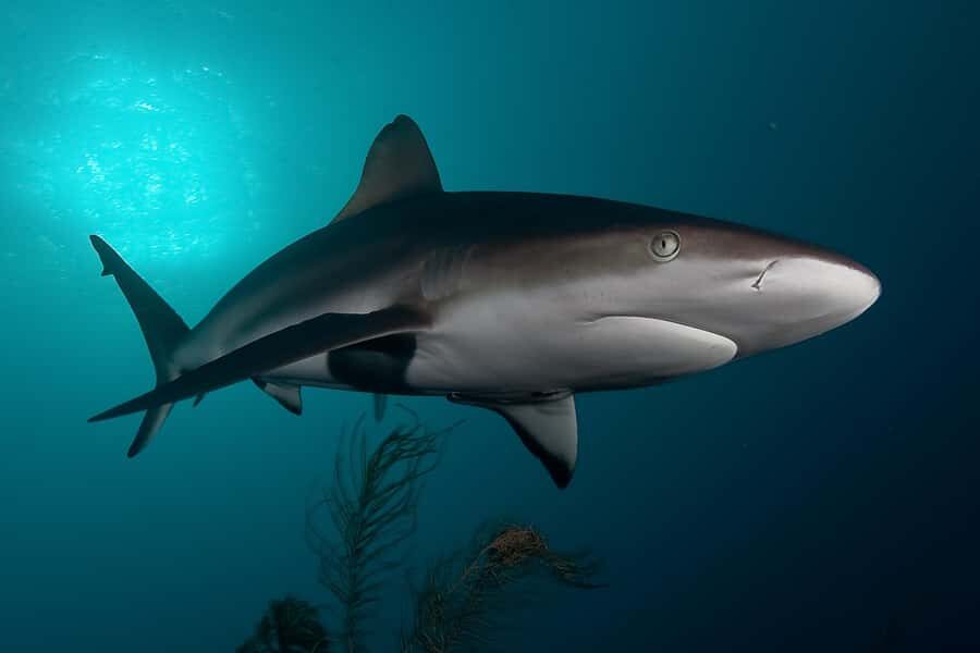 Cape Town: Shark Cage Dive - False Bay shark cage time from Simon’s Town