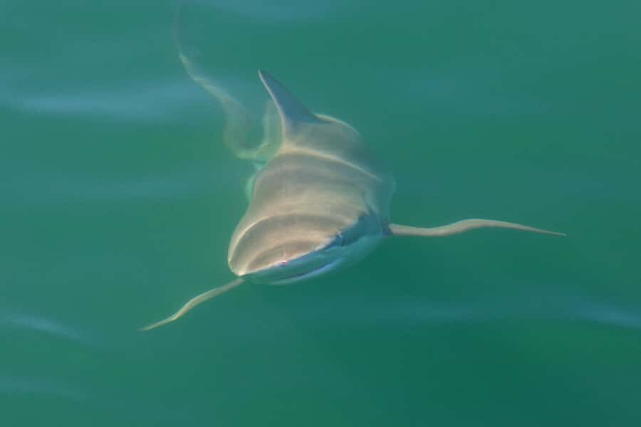 Cape Town: Shark Cage Dive - Boardwalk Centre meetup and the small-group feel