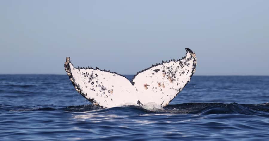 Cape Town: Shark Cage Dive - Safety briefing and gear that keeps the focus on wildlife