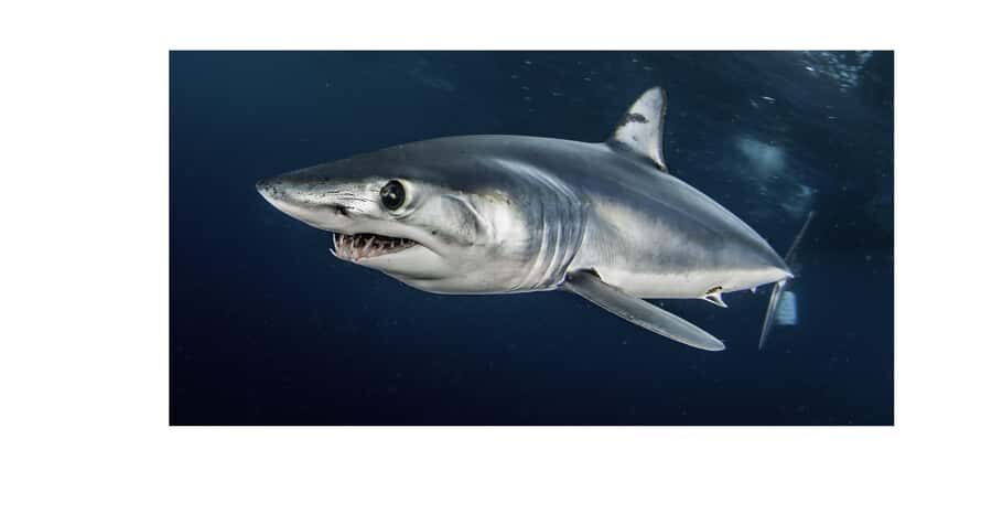 Cape Town: Shark Cage Dive - The cage setup: fixed above the water and your turn