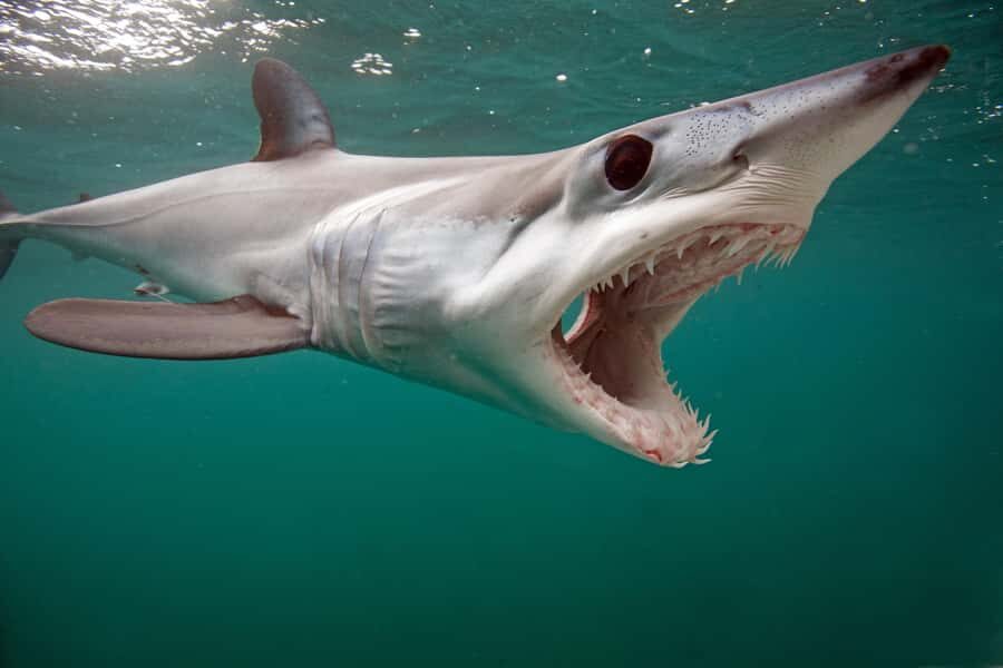 Cape Town: Shark Cage Dive - Seal Island, penguins, and the rest of False Bay’s cast