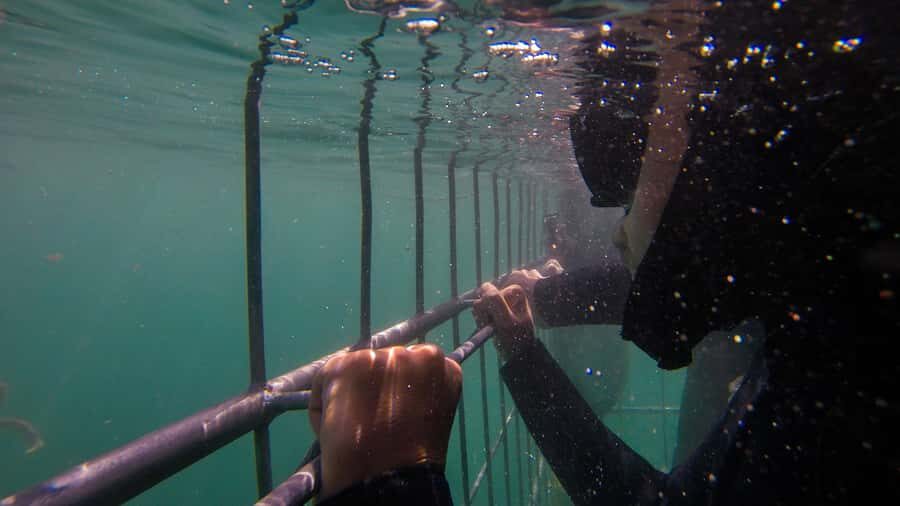 Cape Town: Shark Cage Dive - Price and logistics: what $274 buys you (and what it doesn’t)