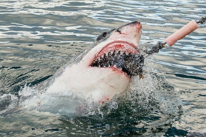Cape Town: Shark Cage Diving & Penguins Tour to Gansbaai with private transfers - Key highlights worth your attention