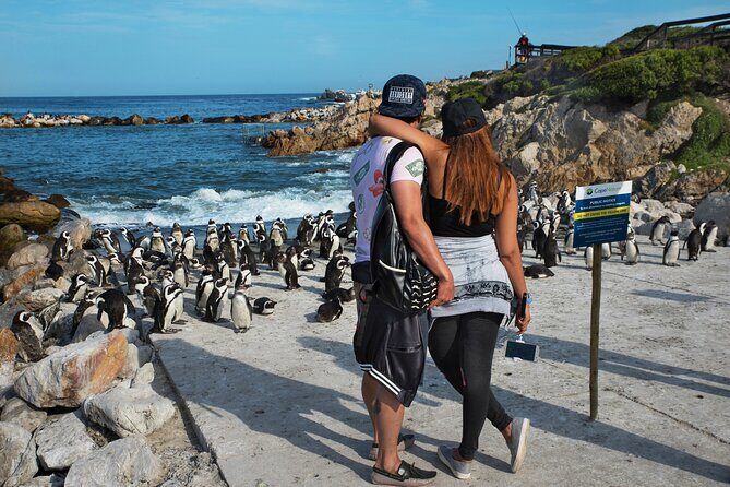 Cape Town: Shark Cage Diving & Penguins Tour to Gansbaai with private transfers - Private Cape Town transfers to Gansbaai: comfort on a long coastal day