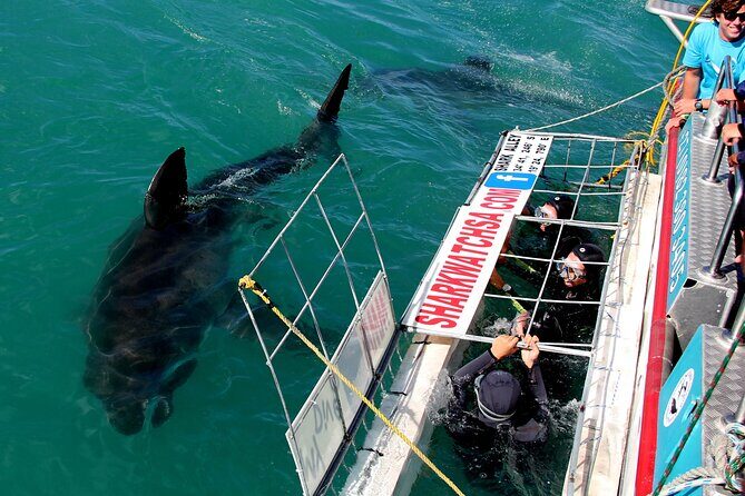 Cape Town: Shark Cage Diving & Penguins Tour to Gansbaai with private transfers - Stony Point Penguins Colony: the wildlife pacing you didn’t know you needed