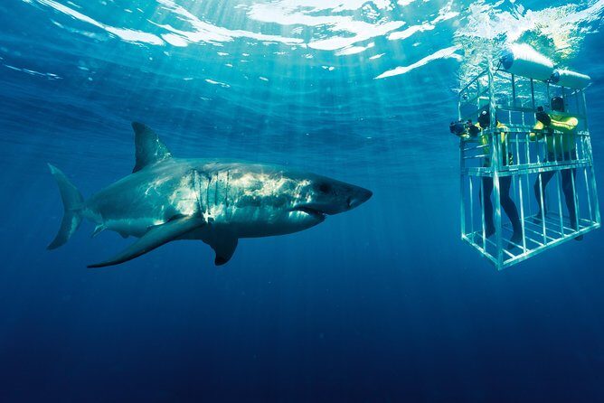 Cape Town: Shark Cage Diving & Penguins Tour to Gansbaai with private transfers - On the water: what group size really means for your shark cage time