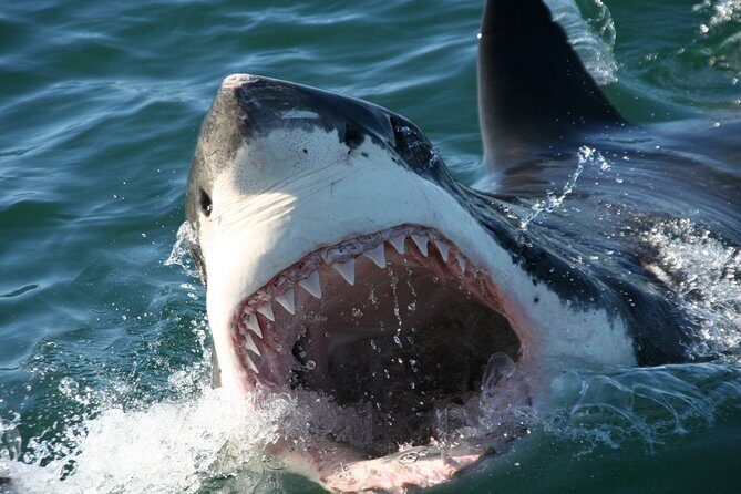 Cape Town: Shark Cage Diving & Penguins Tour to Gansbaai with private transfers - What’s included on the day: meals, bottled water, and the photo/video reality
