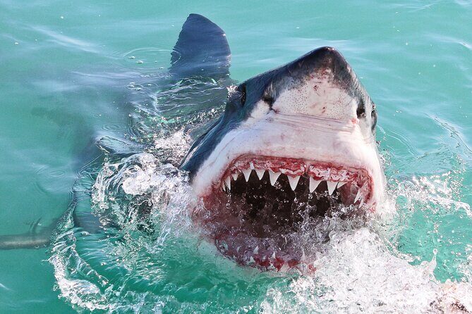Cape Town: Shark Cage Diving & Penguins Tour to Gansbaai with private transfers - Guides and the human factor: Jacob and Alain keep the day on rails