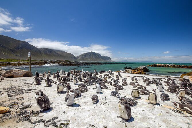 Cape Town: Shark Cage Diving & Penguins Tour to Gansbaai with private transfers - Private boat option: when it’s worth paying extra