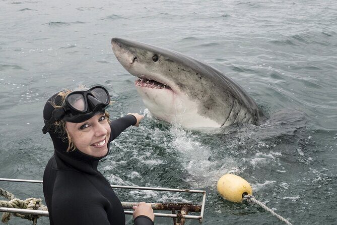 Cape Town: Shark Cage Diving & Penguins Tour to Gansbaai with private transfers - The 6:00 am schedule and the rhythm of the day
