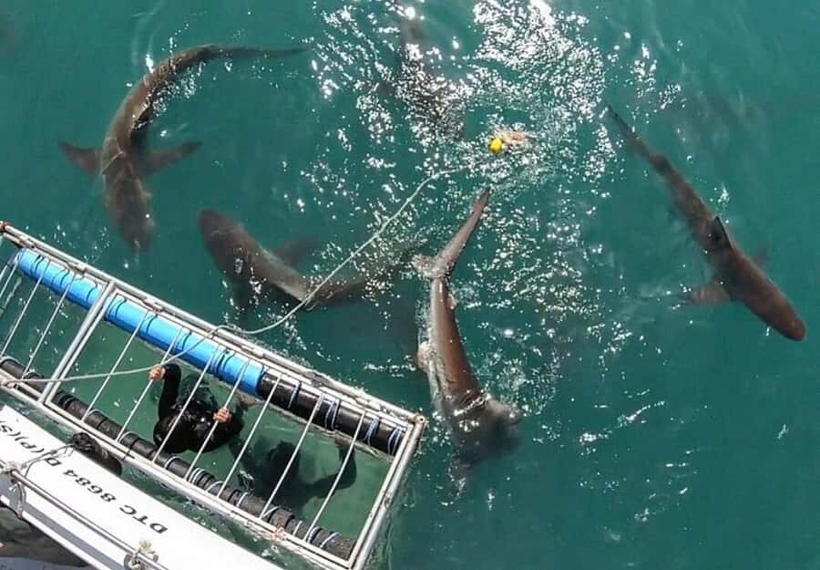 Cape Town: Shark Cage Diving Tour (with Breakfast & Lunch) - Key moments that make this trip work