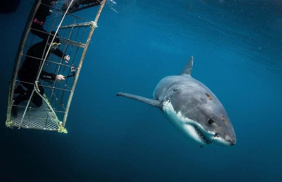 Cape Town: Shark Cage Diving Tour (with Breakfast & Lunch) - Cape Town To Gansbaai: The Road Trip Part You’ll Actually Enjoy