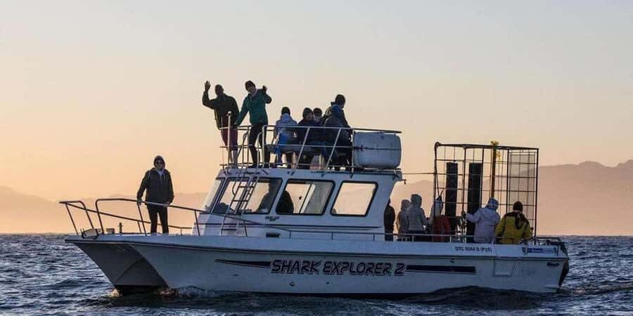 Cape Town: Shark Cage Diving Tour (with Breakfast & Lunch) - Shark Alley Watching: Seals, Birds, And Whales In Season