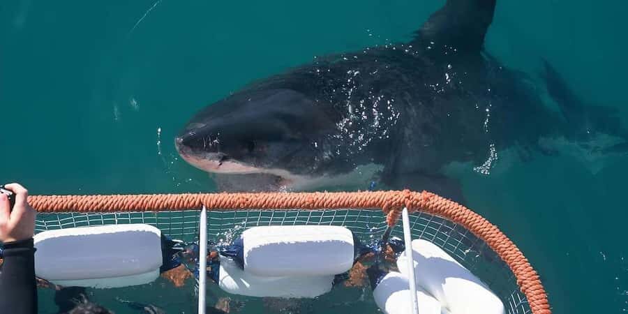 Cape Town: Shark Cage Diving Tour (with Breakfast & Lunch) - Your Cage Time: What Safety, Wetsuits, And Timing Really Mean