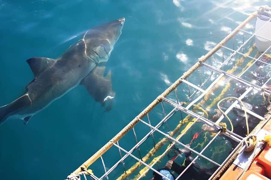 Cape Town: Shark Cage Diving Tour (with Breakfast & Lunch) - After The Water: Lunch, DVD, And That End-of-Day Feel