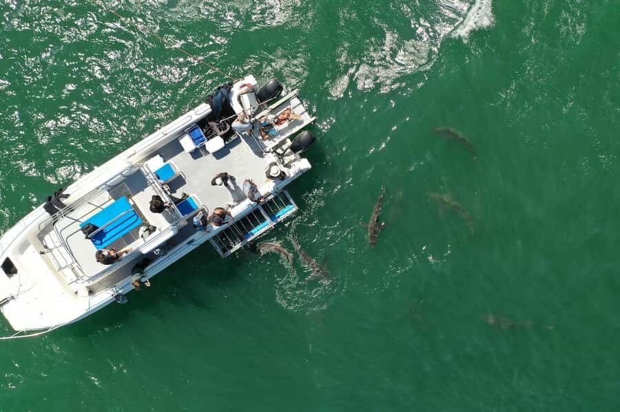 Cape Town: Shark Cage Diving Tour (with Breakfast & Lunch) - Should You Book This Shark Cage Encounter Tour?