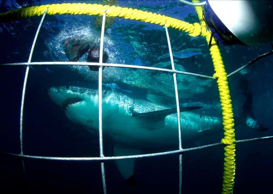 Cape Town: Shark Cage Diving Tour (with Breakfast & Lunch) - Breakfast On Arrival And The Boat Morning Rhythm