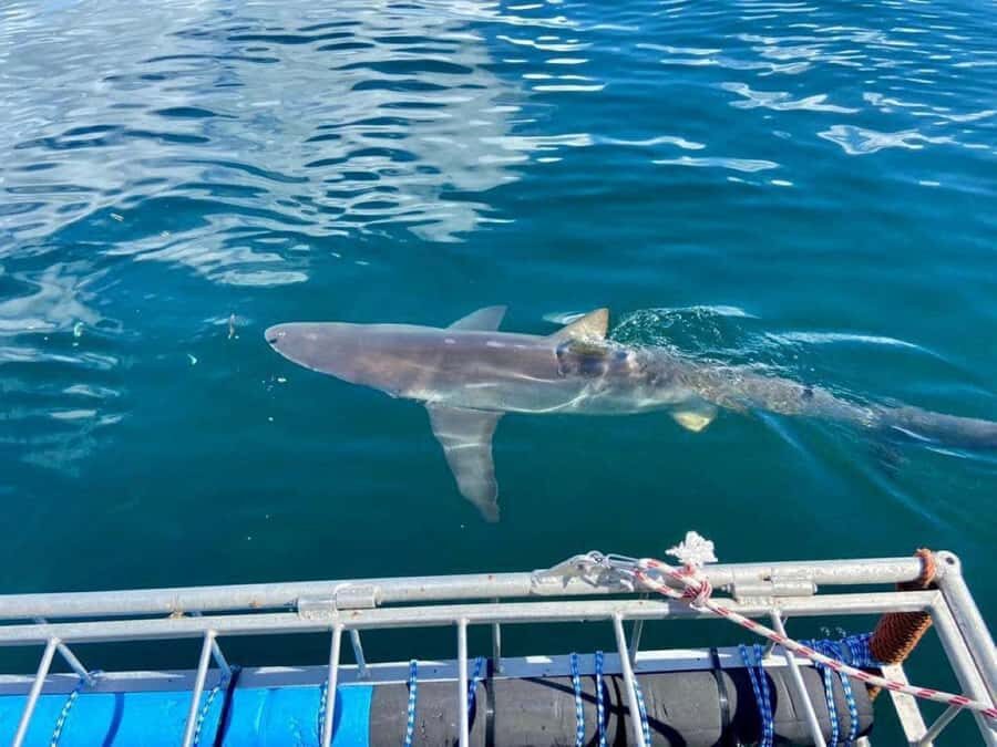 Cape Town: Shark Cage Diving with Snacks and Soft Drinks - Key things I’d mark on your plan