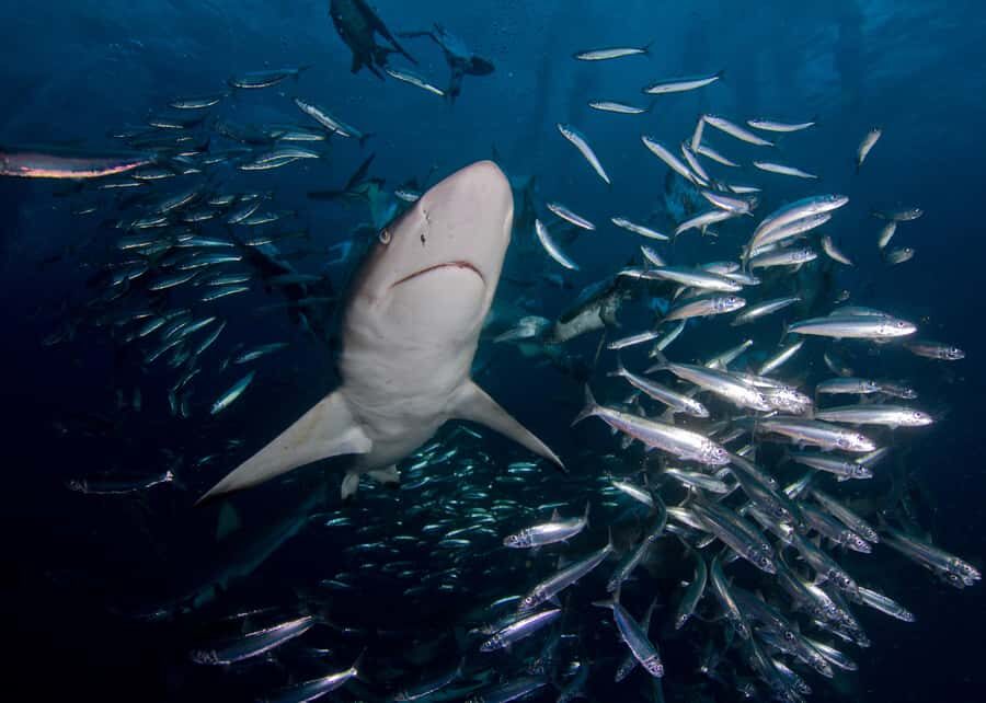 Cape Town: Shark Cage Diving with Snacks and Soft Drinks - Price and logistics: deciding if $233 is fair for you
