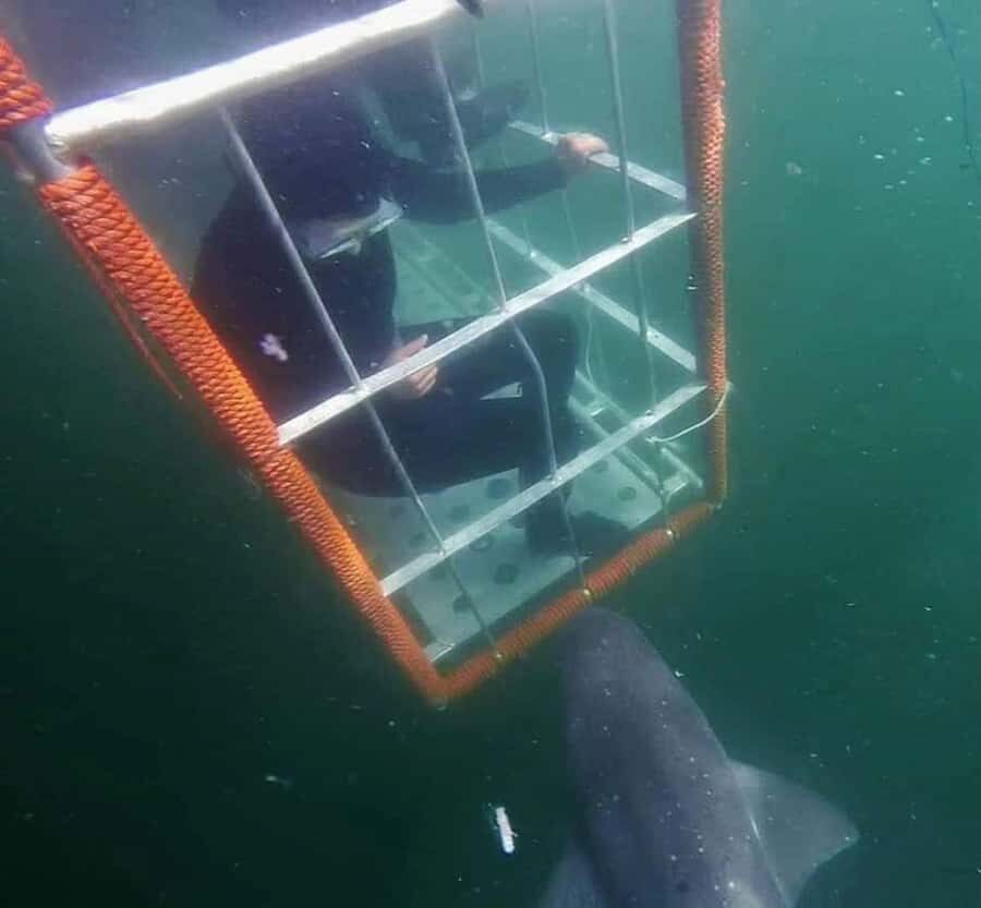 Cape Town: Shark Cage Diving with Snacks and Soft Drinks - Meeting at 62 St George’s St and getting ready for the water