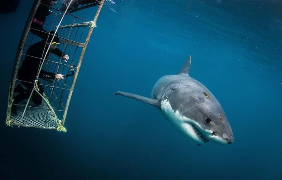 Cape Town: Shark Cage Diving with Snacks and Soft Drinks - How the safety briefing actually helps