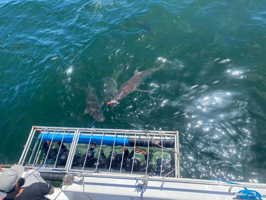Cape Town: Shark Cage Diving with Snacks and Soft Drinks - Wetsuits, masks, booties: gear that keeps you warm and focused