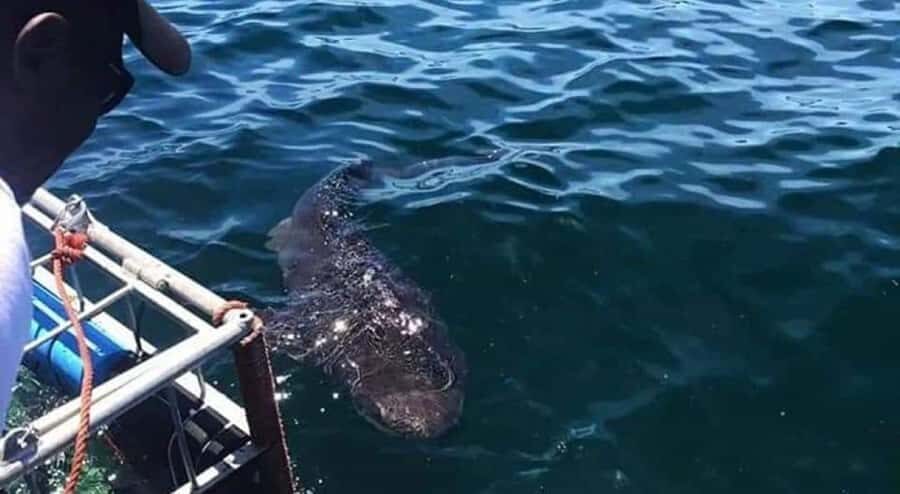 Cape Town: Shark Cage Diving with Snacks and Soft Drinks - Entering the cage: what to expect during shark time