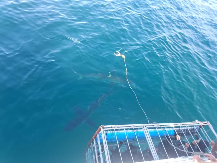 Cape Town: Shark Cage Diving with Snacks and Soft Drinks - Which sharks you’re likely to see (and why that matters)