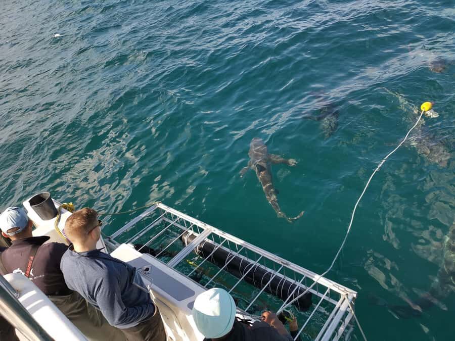 Cape Town: Shark Cage Diving with Snacks and Soft Drinks - Food and drinks: why it changes the experience value