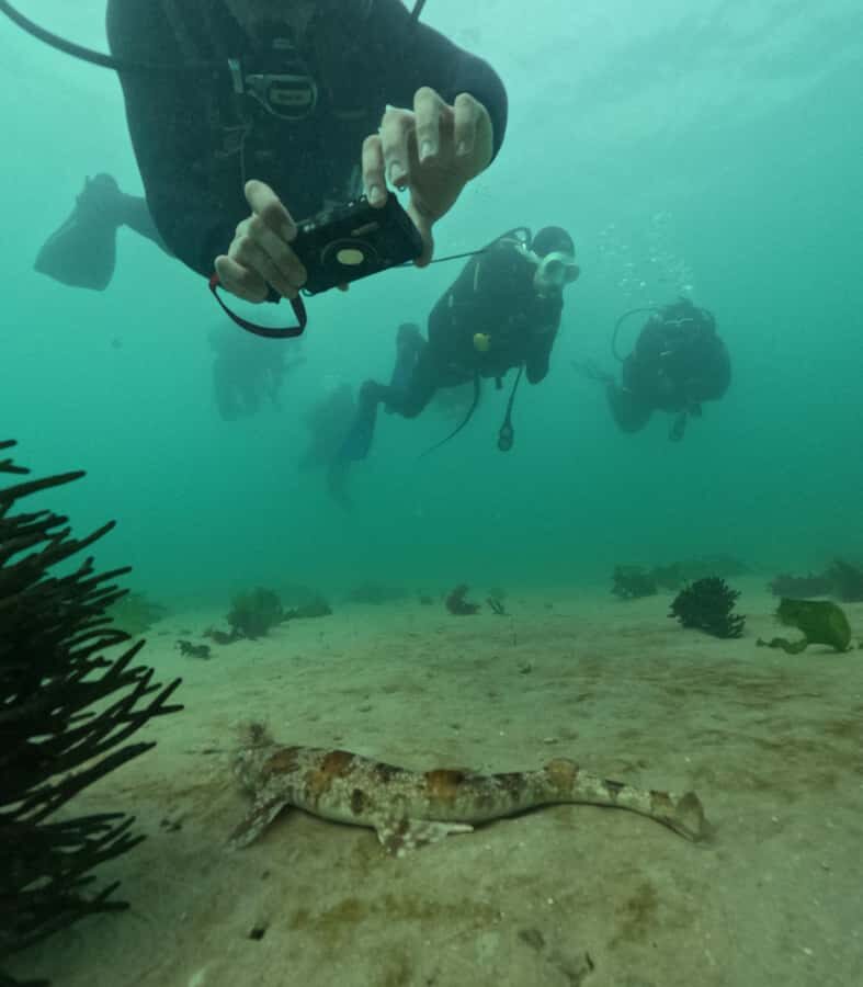 Cape Town: Shark Science SCUBA Diving Experience - Key things that make this shark science SCUBA experience worth your time