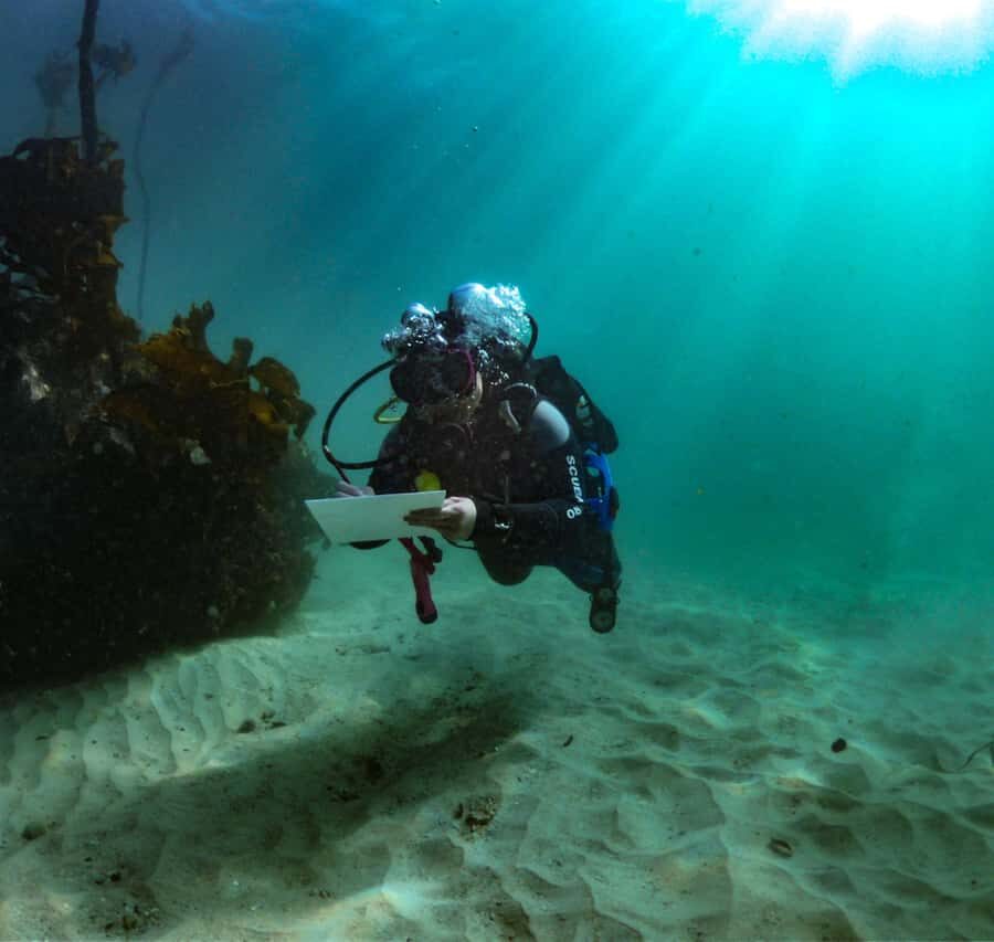 Cape Town: Shark Science SCUBA Diving Experience - False Bay’s Great African Sea Forest: where the sharks hang out