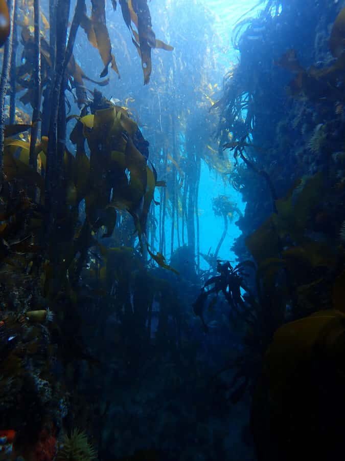 Cape Town: Shark Science SCUBA Diving Experience - Searching the kelp forest for sharks, rays, fish, and octopus