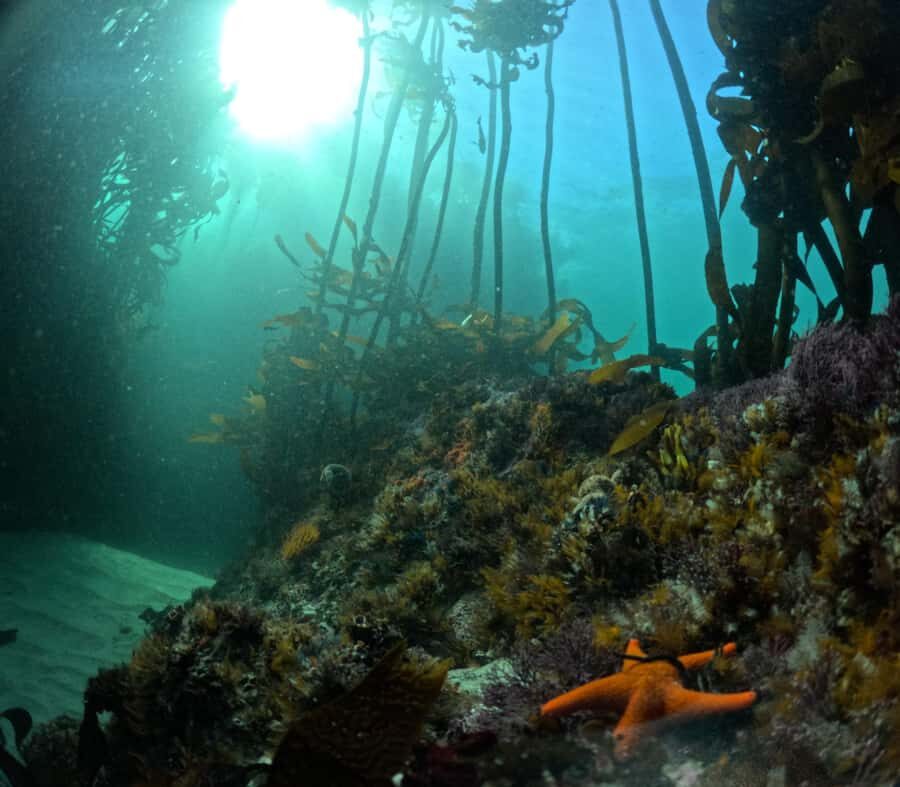 Cape Town: Shark Science SCUBA Diving Experience - Gear, safety checks, and the question you should ask first