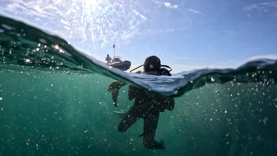 Cape Town: Shark Science SCUBA Diving Experience - Timing in Simon’s Town: from briefing to lunch time