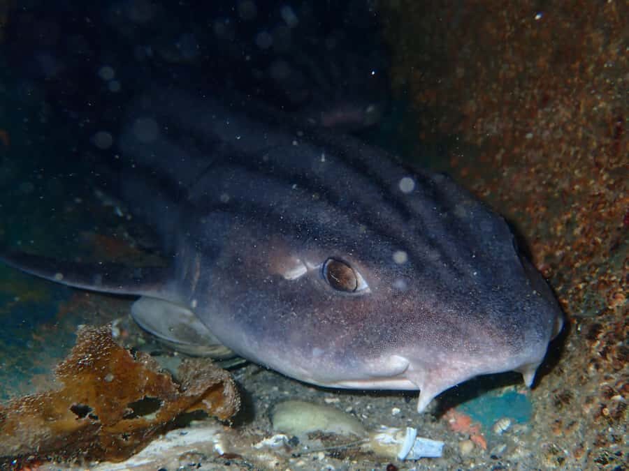 Cape Town: Shark Science SCUBA Diving Experience - FAQ