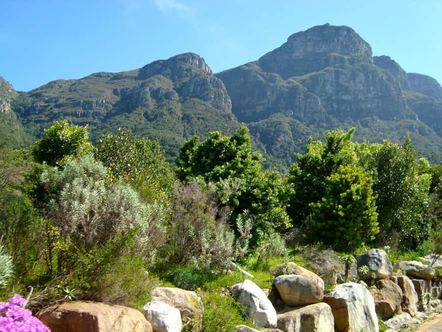 Cape Town: Skeleton Gorge and Kirstenbosch Gardens Hike - Start at Kirstenbosch Gardens: fynbos, shade, and 7,000 plant species