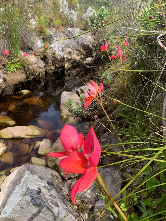 Cape Town: Skeleton Gorge Hike to Table Mountain Summit - From Rycroft Gate to Kirstenbosch: The Smoothest Start Before 08:00