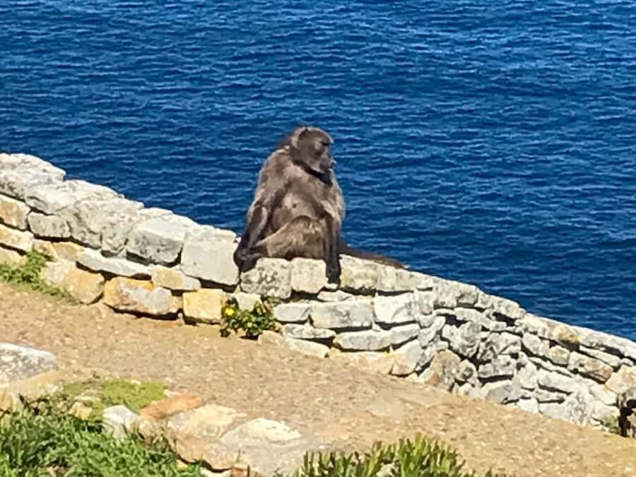 Cape Town: Some Attractions of the Cape (private & exclusiv) - Cape Fynbos: More Than Just Scenic Stops