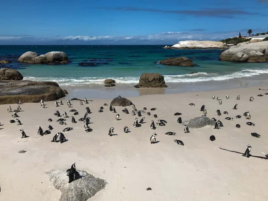 Cape Town: Some Attractions of the Cape (private & exclusiv) - Price and Value for Two People