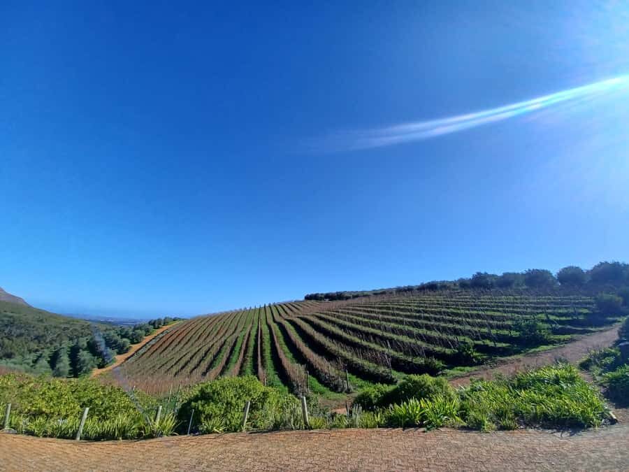 Cape Town: Stellenbosch Wine Half-Day Tour - Key highlights (what makes this tour work)