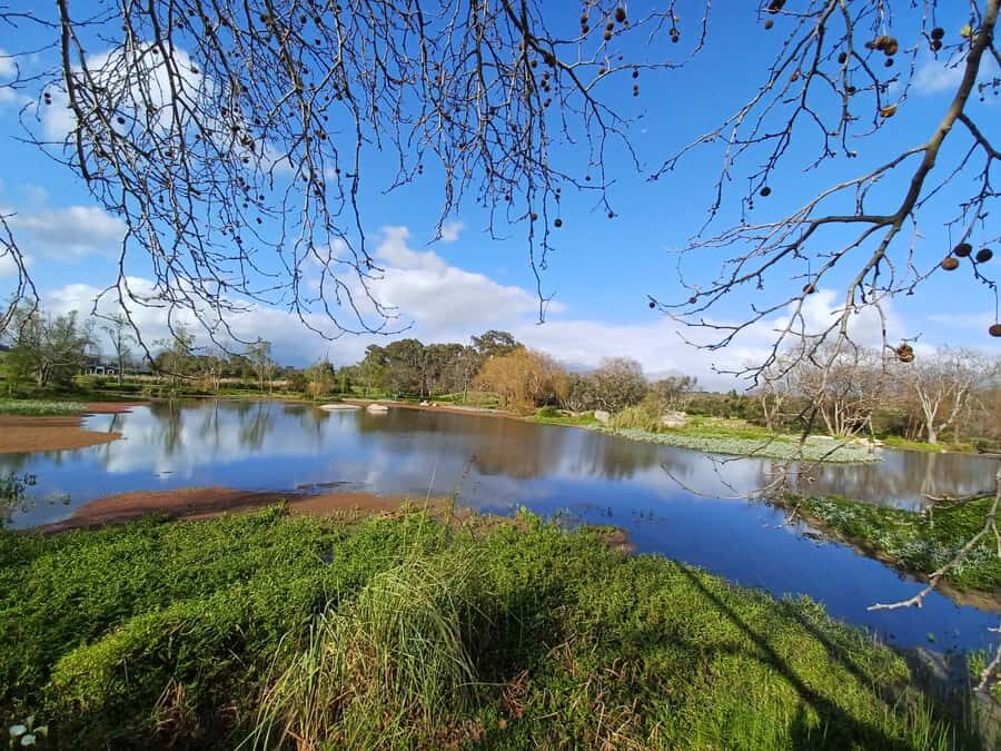Cape Town: Stellenbosch Wine Half-Day Tour - From hotel pickup to wine country: the drive matters