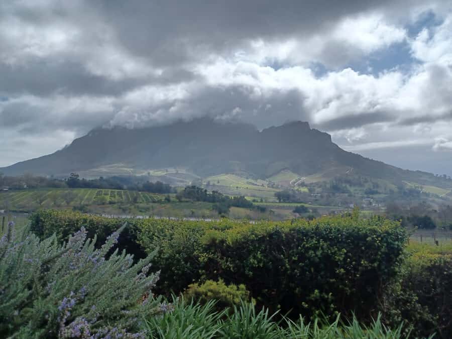 Cape Town: Stellenbosch Wine Half-Day Tour - Group size and the conversation factor