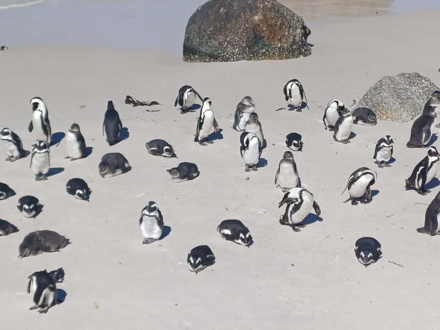 Cape Town: Sunset Penguins & Cape of Good Hope Half-Day Tour - Muizenberg and St. James Beach Huts: The Quick Stops That Make the Day