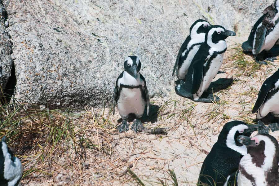 Cape Town: Table Mountain, Cape Point, and Penguins Tour - African penguins at Boulders Beach: the most charming stop