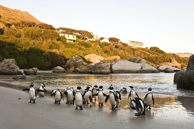 Cape Town Table Mountain Cape Point Penguins Full-Day Private Tour - Boulders Beach penguins: boardwalk time for up-close African penguins