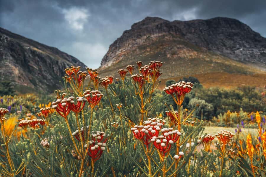 Cape Town: Table Mountain, Kirstenbosch Botanic Garden Tour - FAQ