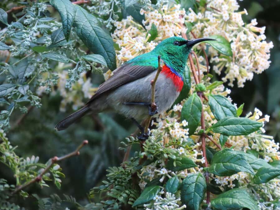 Cape Town: Table Mountain, Kirstenbosch Botanic Garden Tour - Who this tour suits best (and who might want something else)